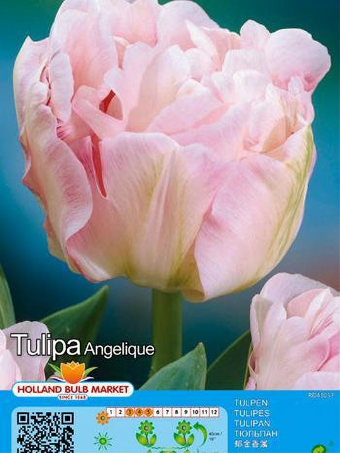 TULIPA ANGELIQUE 5 BULBOS
