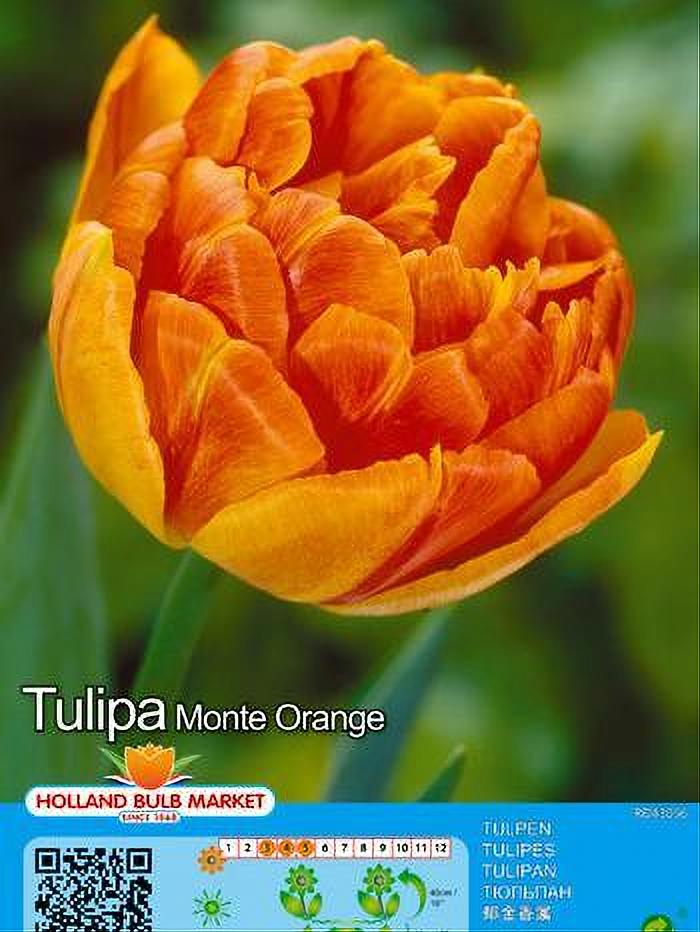 TULIPA MONTE ORANGE 5 BULBOS