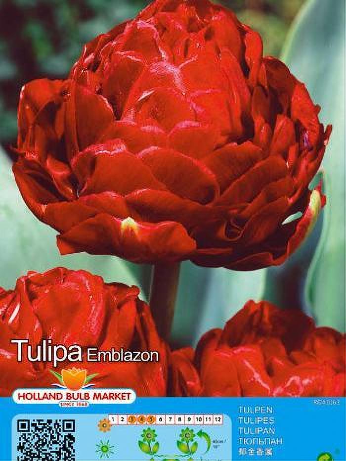 TULIPA EMBLAZON 5 BULBOS