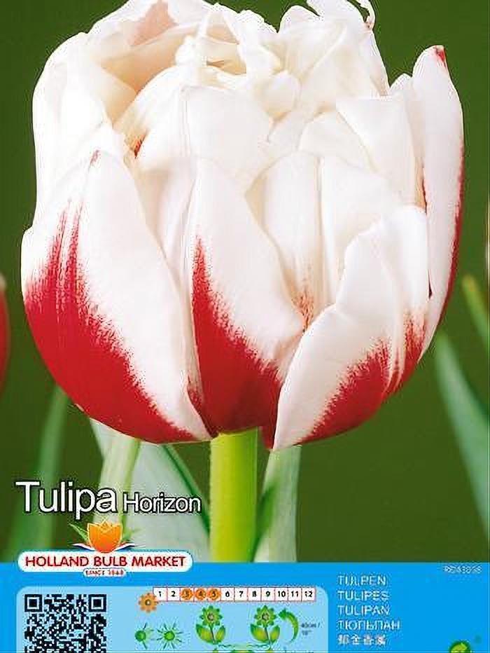 TULIPA HORIZON 5 BULBOS