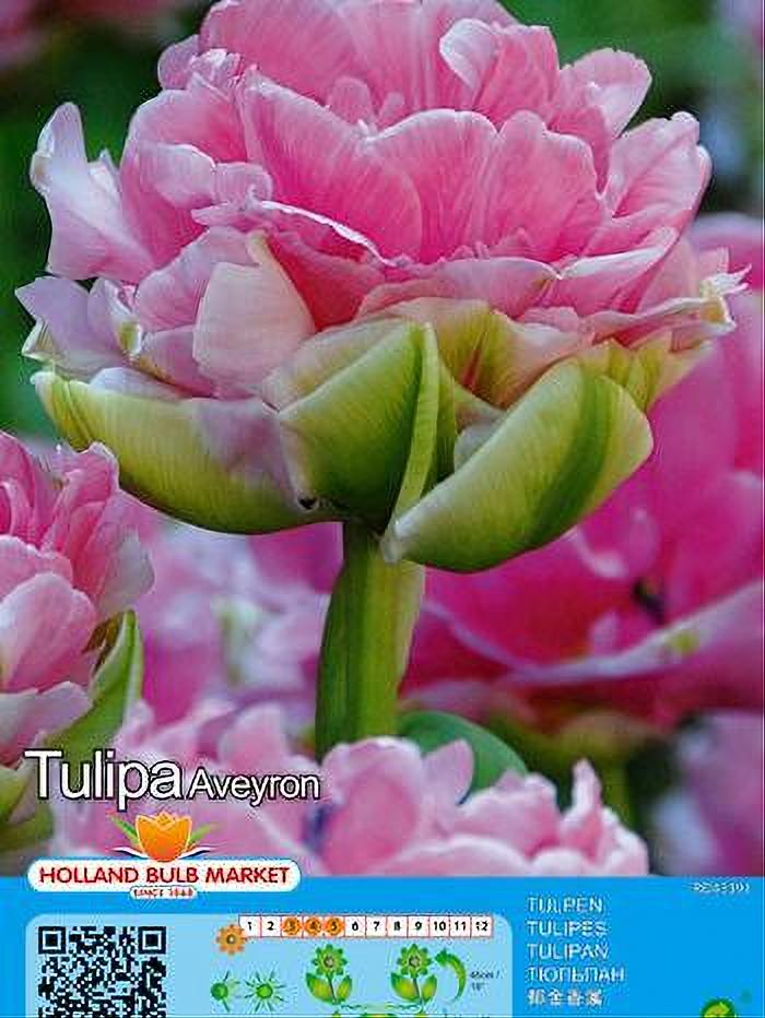 TULIPA AVEYRON 5 BULBOS