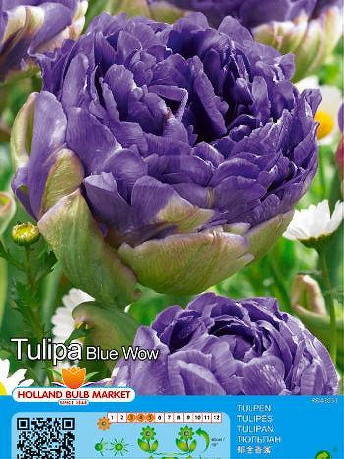 TULIPA BLUE WOW 5 BULBOS