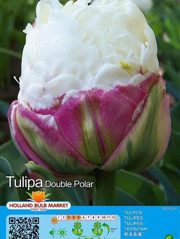 TULIPA DOUBLE POLAR 4 BULBOS