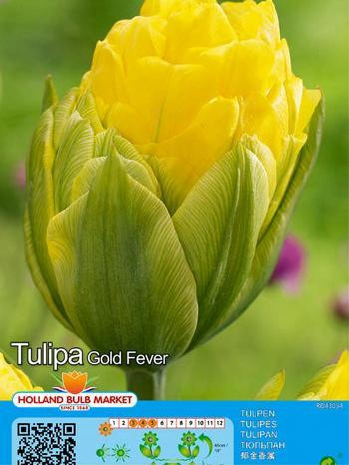 TULIPA GOLD FEVER 5 BULBOS