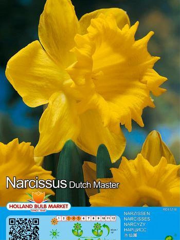NARCISO DUTCH MASTER 5 BULBOS