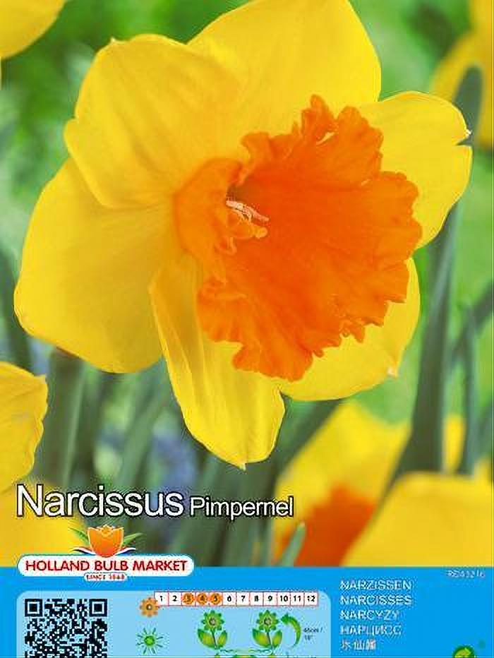 NARCISO PIMPERNEL 5 BULBOS