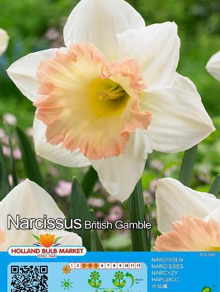 NARCISO BRITISH GAMBLE 5 BULBOS