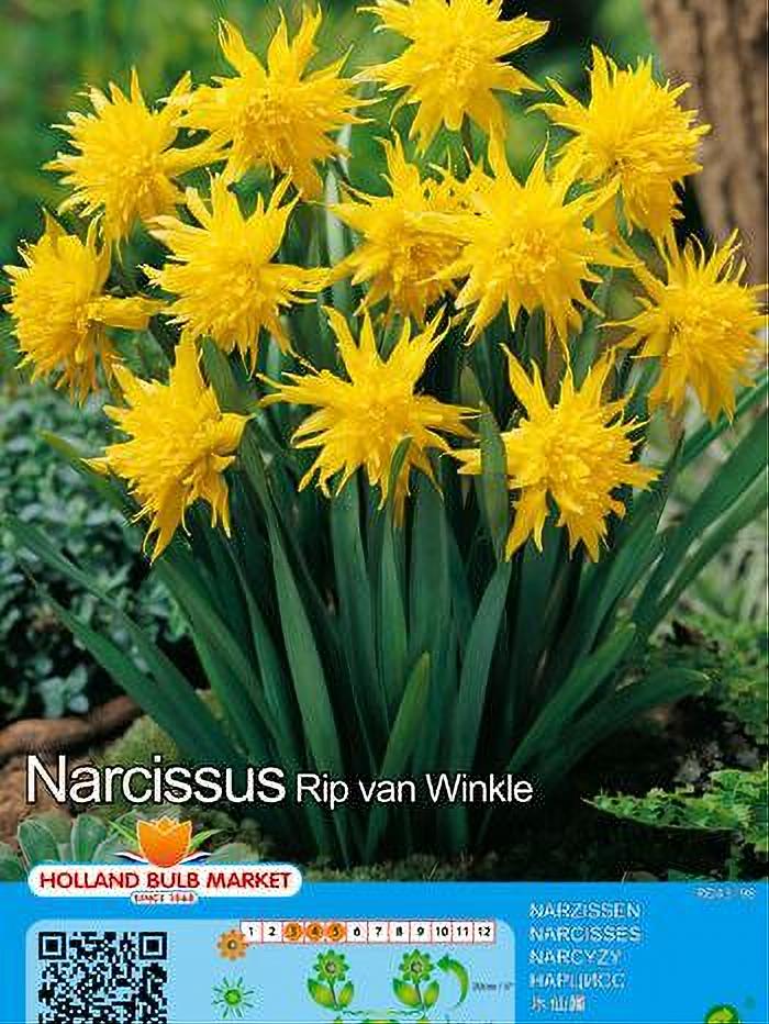 NARCISO RIP VAN WINKLE 5 BULBOS