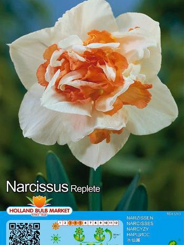 NARCISO REPLETE 5 BULBOS