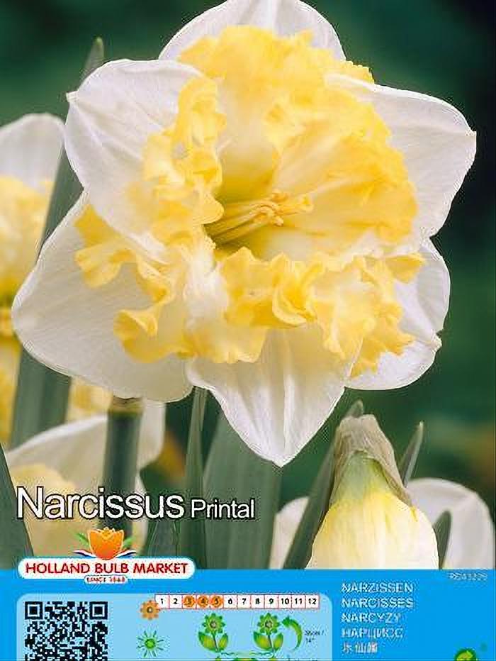 NARCISO PRINTAL 5 BULBOS