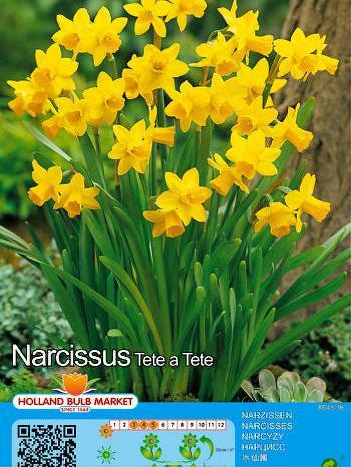 NARCISO TETE-A-TETE 5 BULBOS