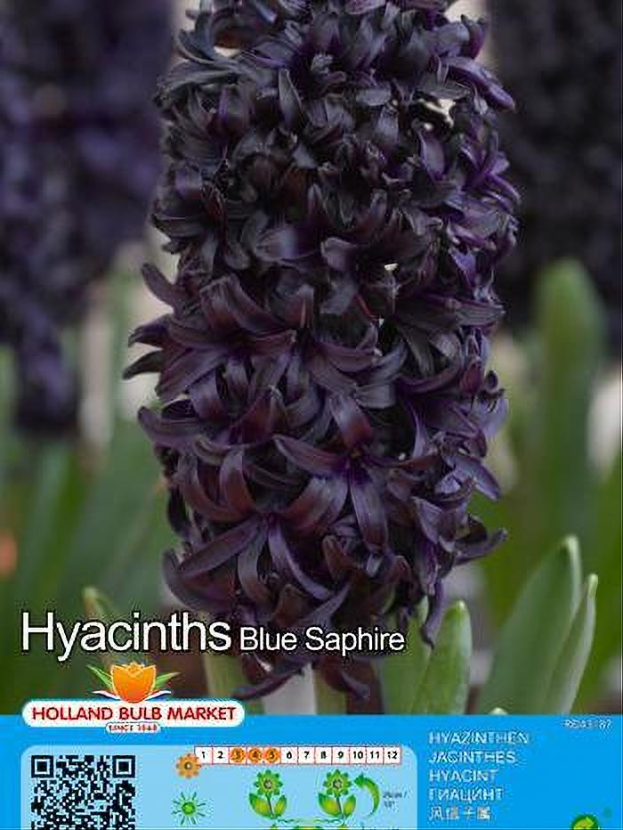 JACINTO BLUE SAPHIRE 2 BULBOS