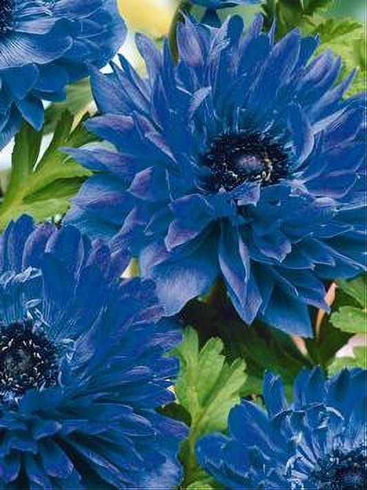 ANEMONE LORD LIEUTENANT 15 BULBOS