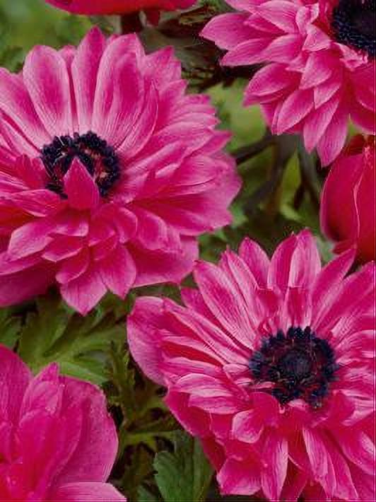 ANEMONE THE ADMIRAL 15 BULBOS
