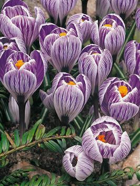 CROCUS PICKWICK 10 BULBOS