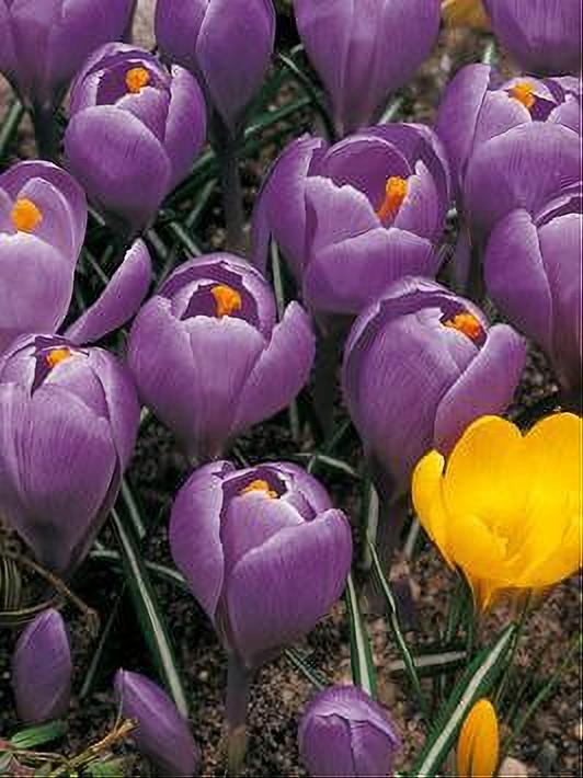 CROCUS REMEMBRANCE 10 BULBOS