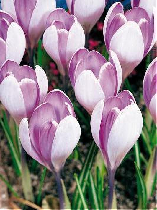 CROCUS VANGUARD 10 BULBOS