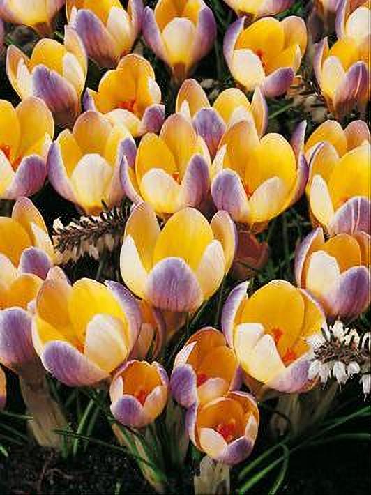 CROCUS ADVANCE 15 BULBOS