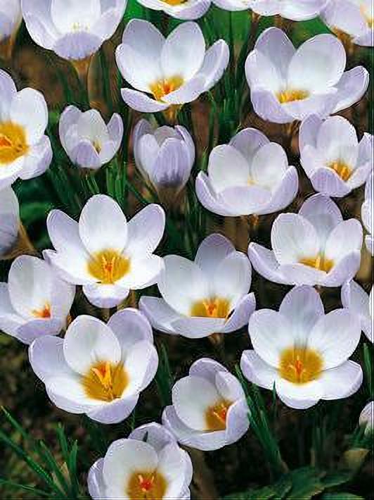 CROCUS BLUE PEARL 15 BULBOS