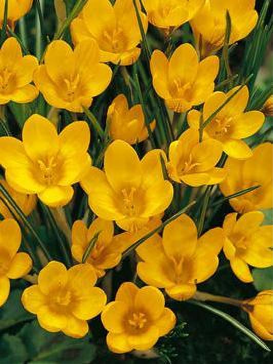 CROCUS DOROTHY 15 BULBOS