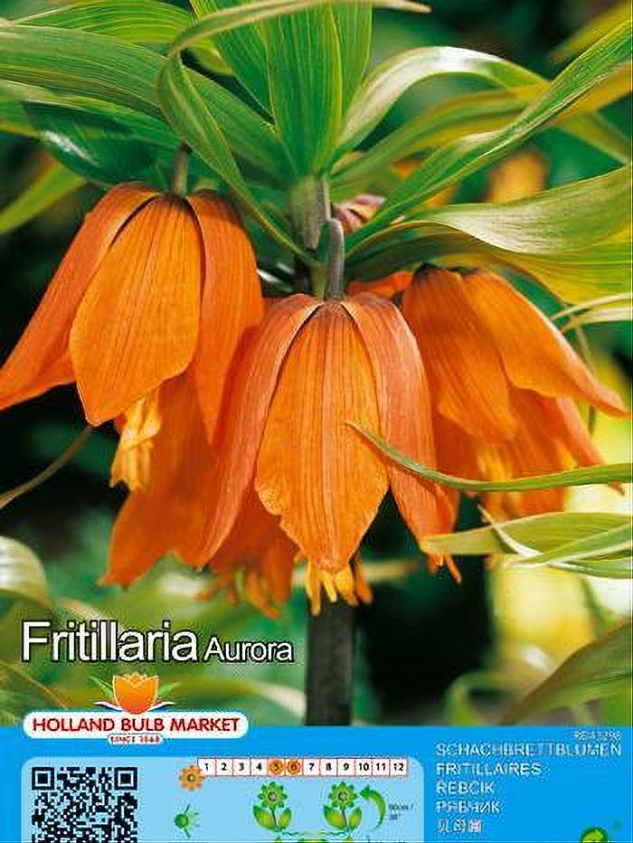 FRITILLARIA IMPERALIS AURORA 1 BULBO