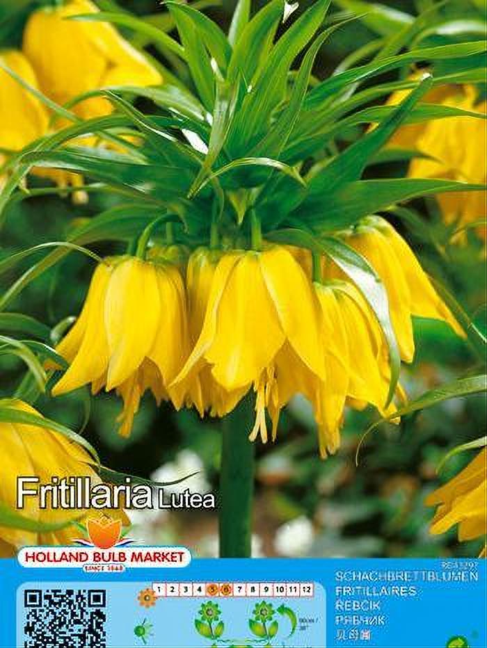 FRITILLARIA IMPERALIS LUTEA 1 BULBO