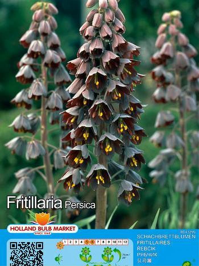 FRITILLARIA PERSICA 1 BULBO