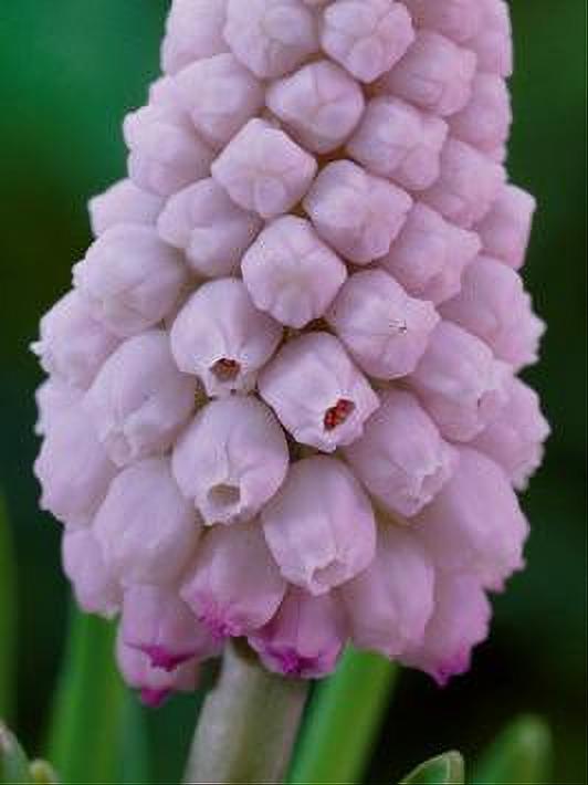 MUSCARI PINK SUNRISE 3 BULBOS