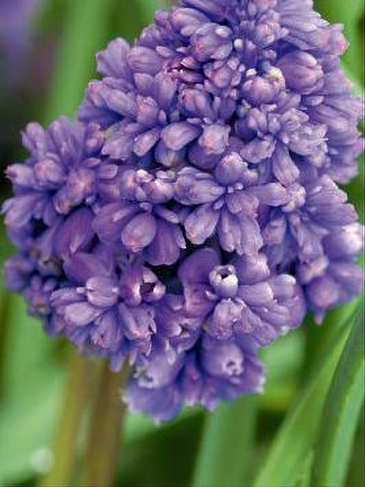 MUSCARI FANTASIE CREATION 10 BULBOS