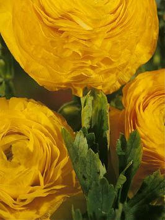 RANUNCULUS YELLOW 10 BULBOS
