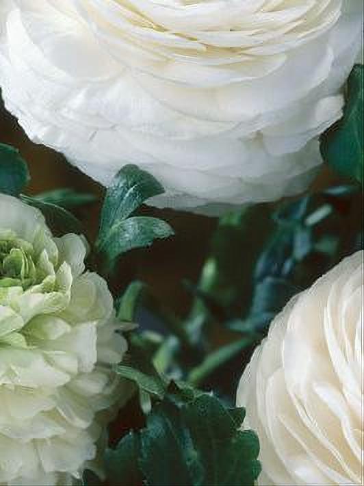 RANUNCULUS WHITE 10 BULBOS