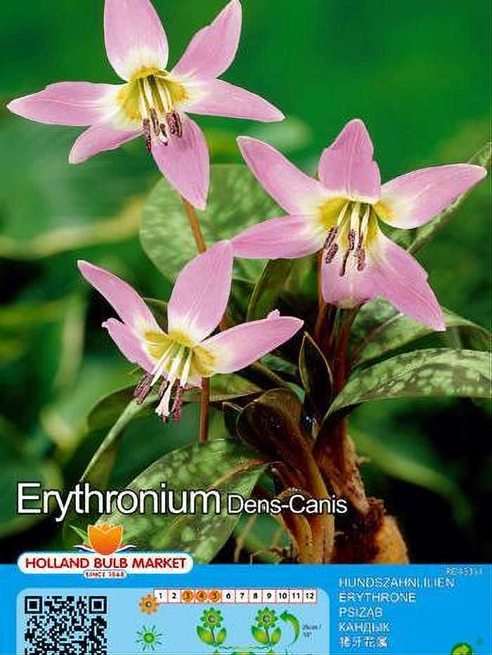 ERYTHRONIUM DENS-CANIS 2 BULBOS