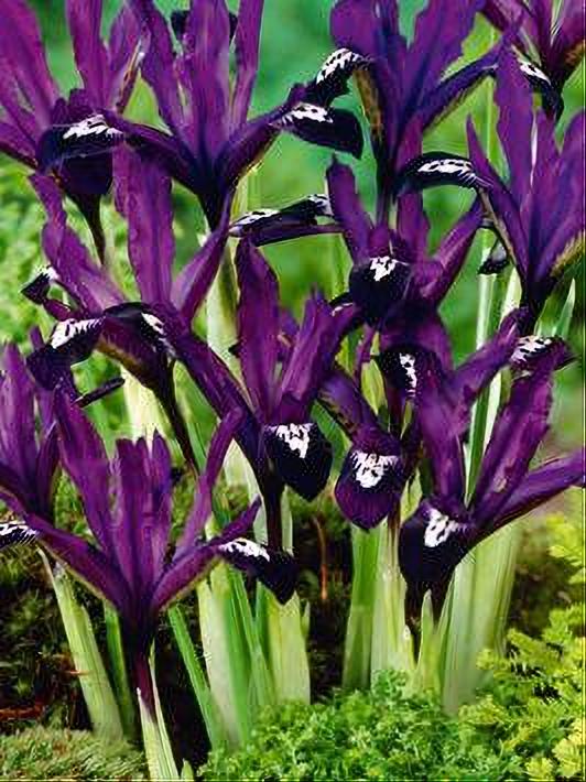 IRIS RET. PURPLE GEM 10 BULBOS