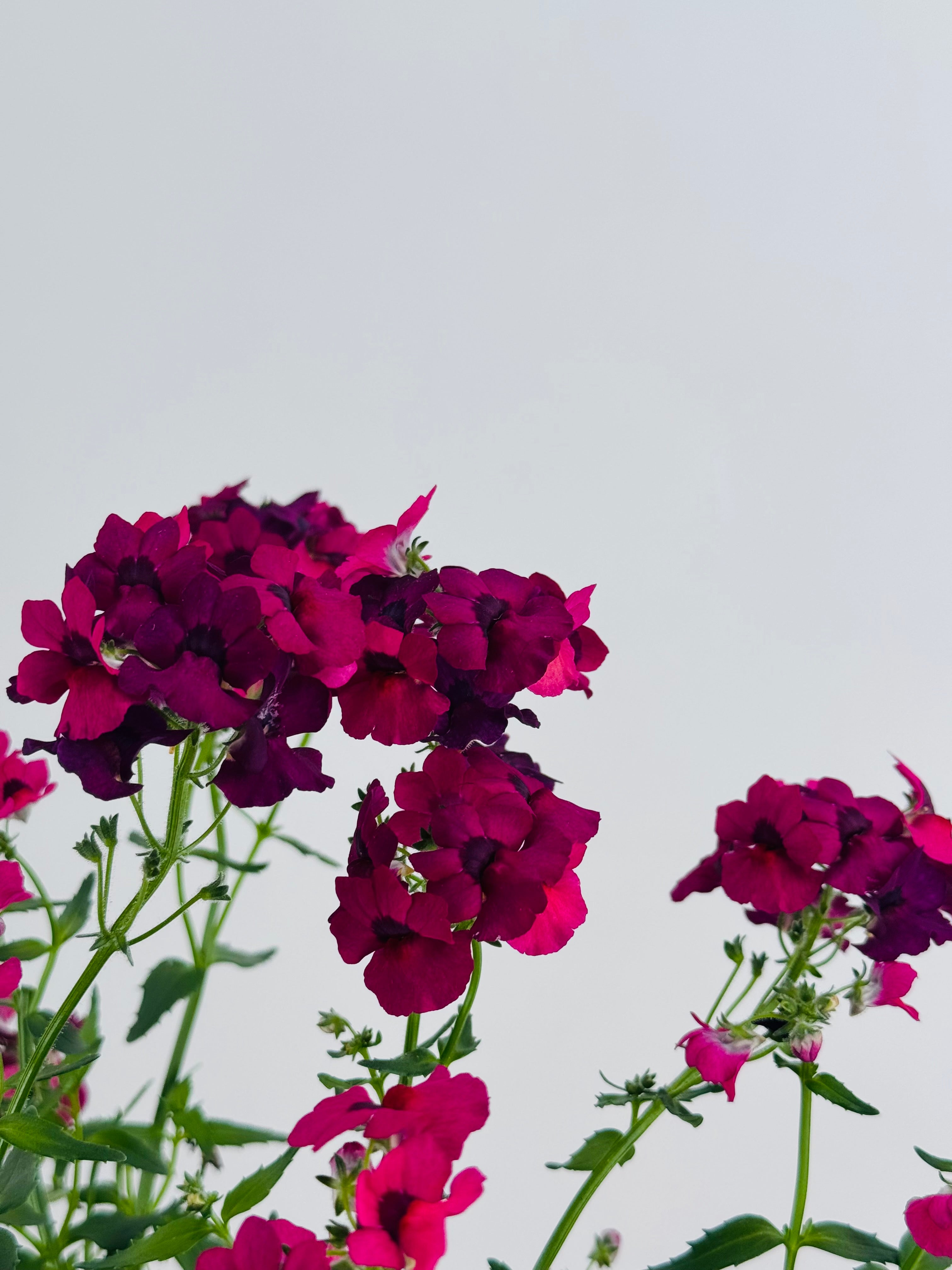 NEMESIA M13
