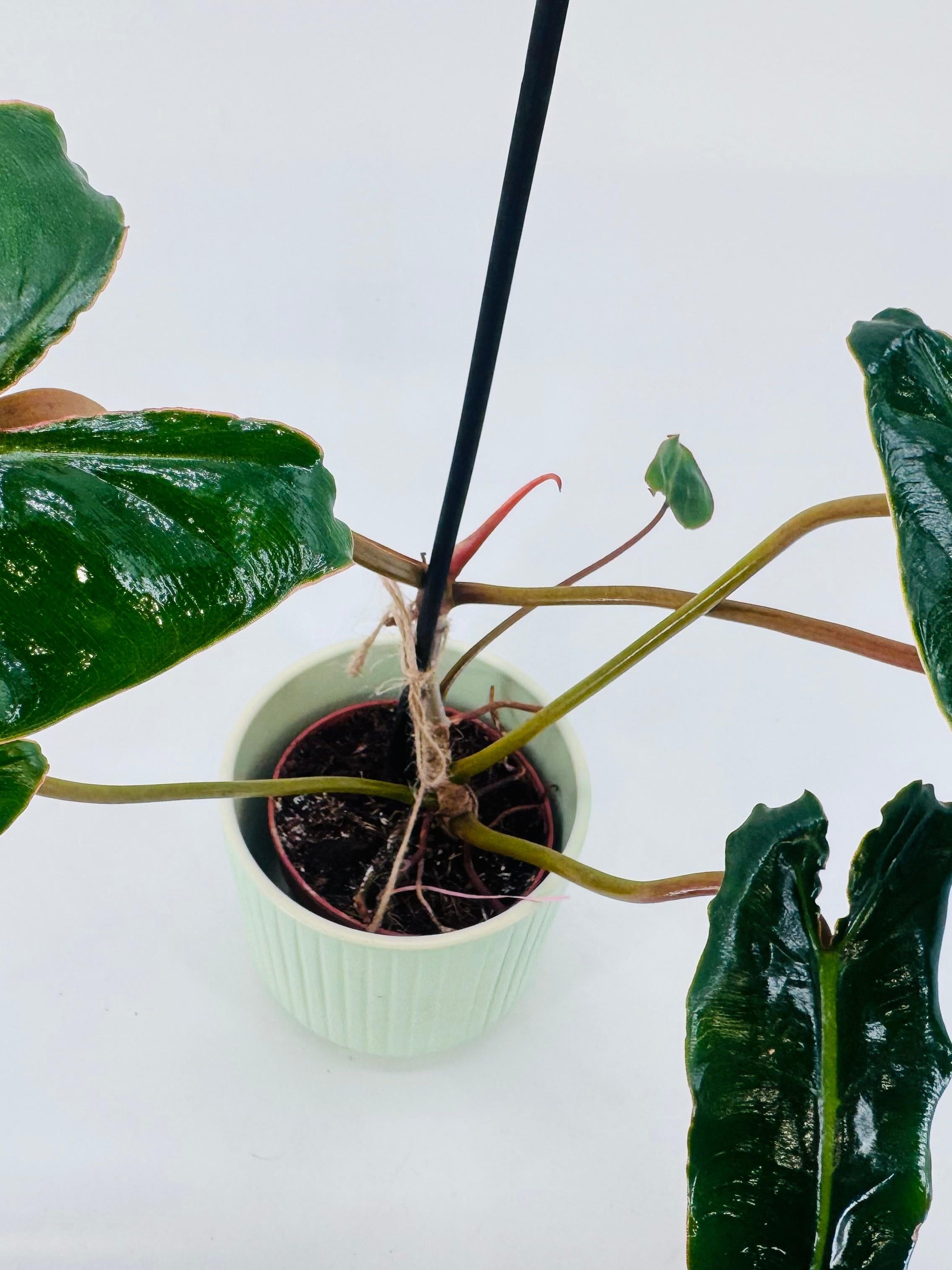 PHILODENDRON BILLIETIAE