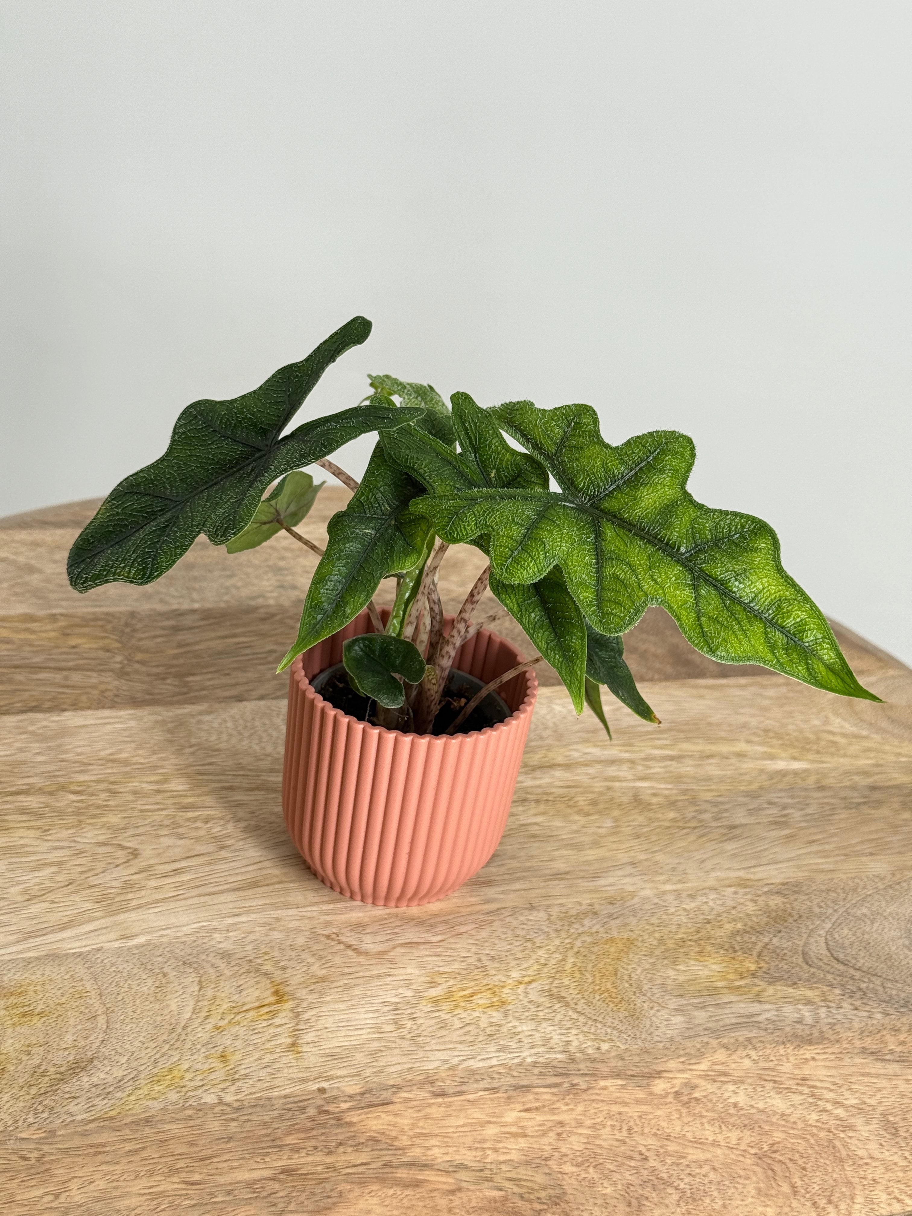 ALOCASIA JACKLYN M6