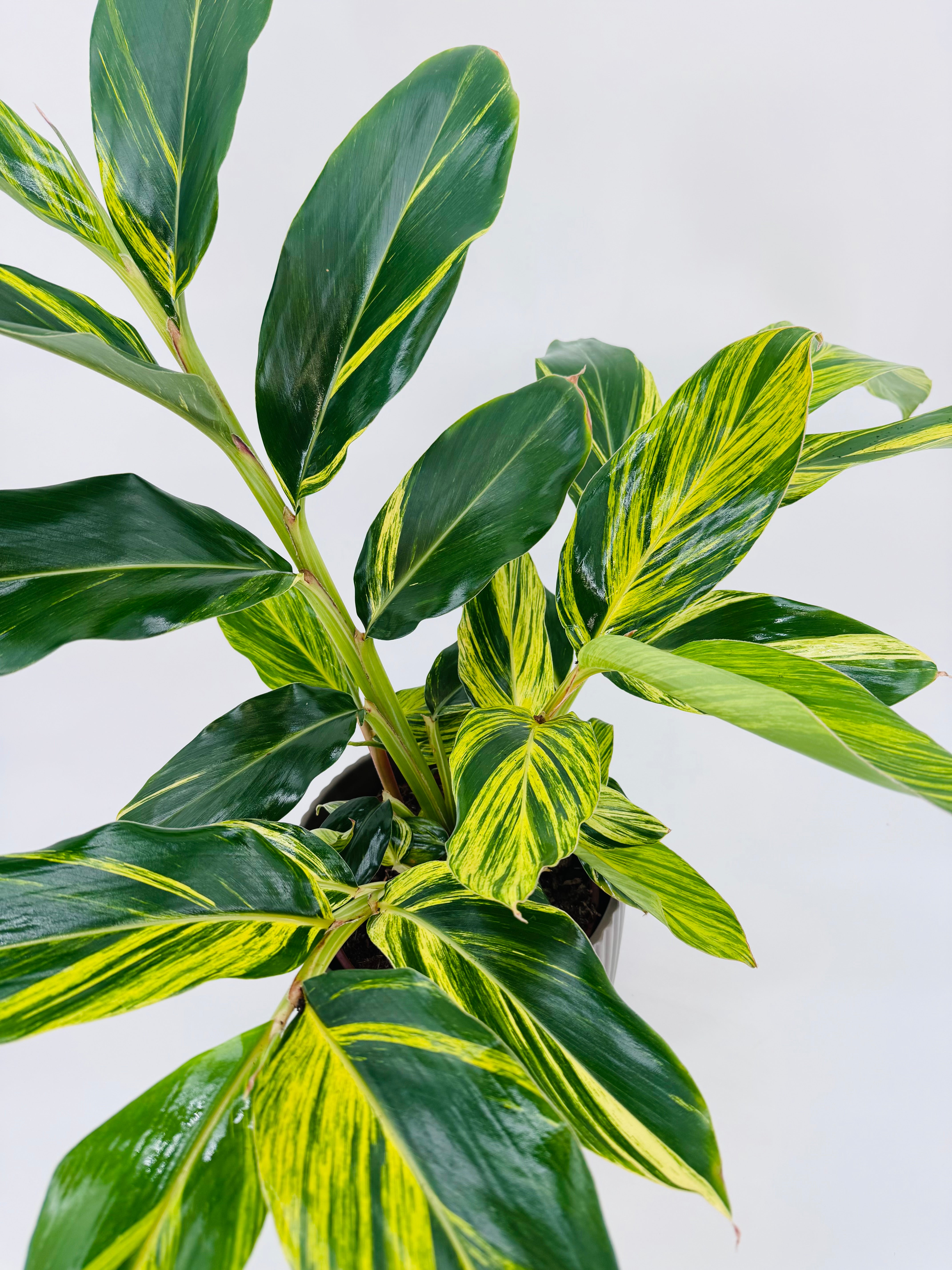 ALPINIA ZERUMBET VARIEGATA M21