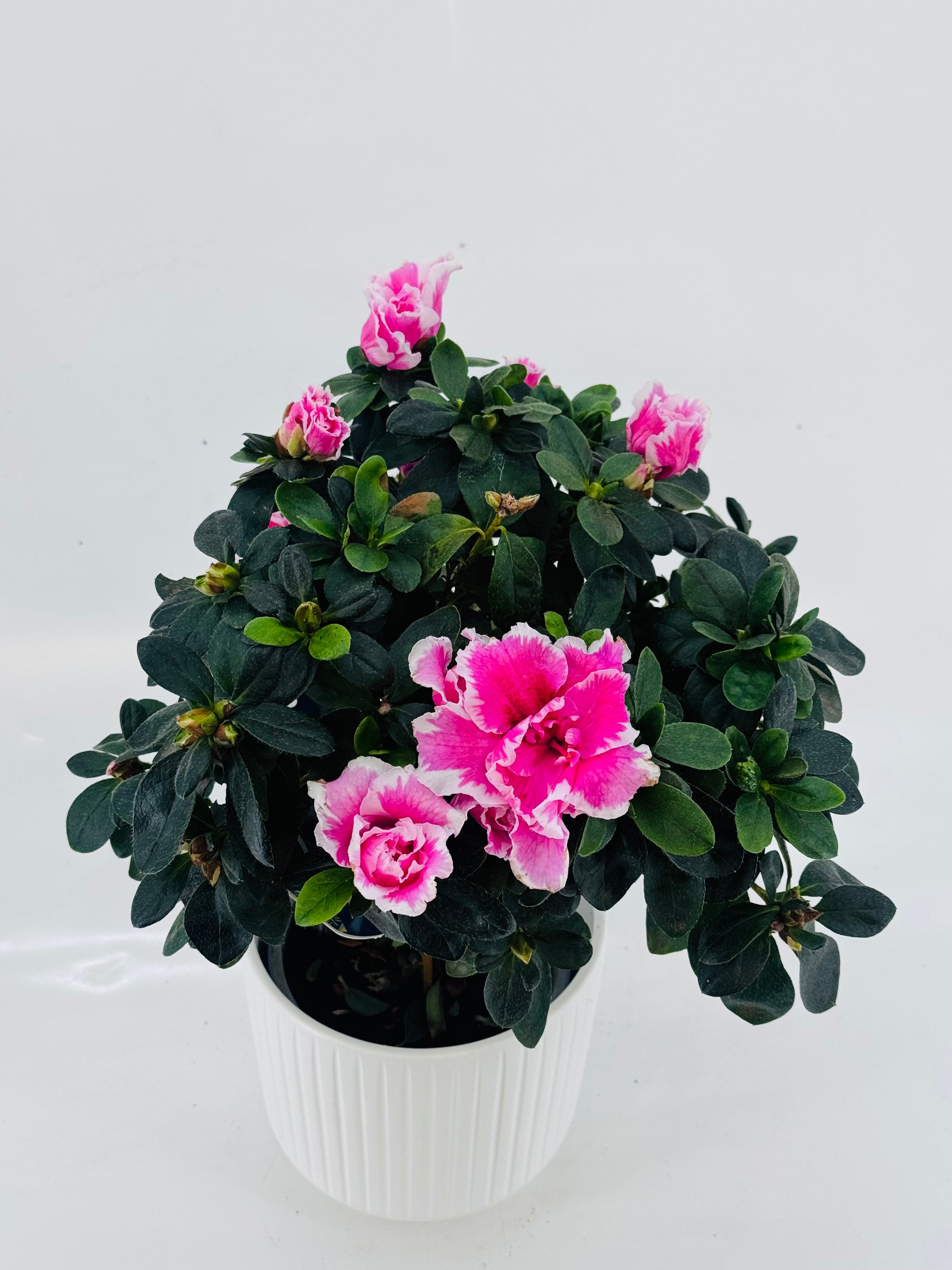 AZALEA COPA SIMS. STANDAR MEZCLADO