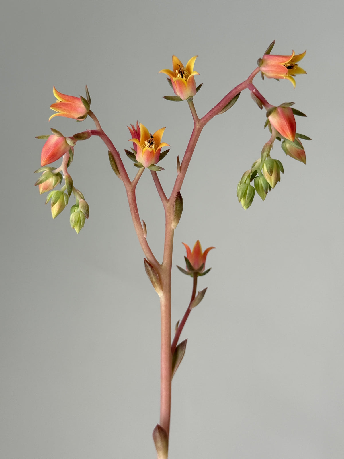 ECHEVERIA DOROTHY M13