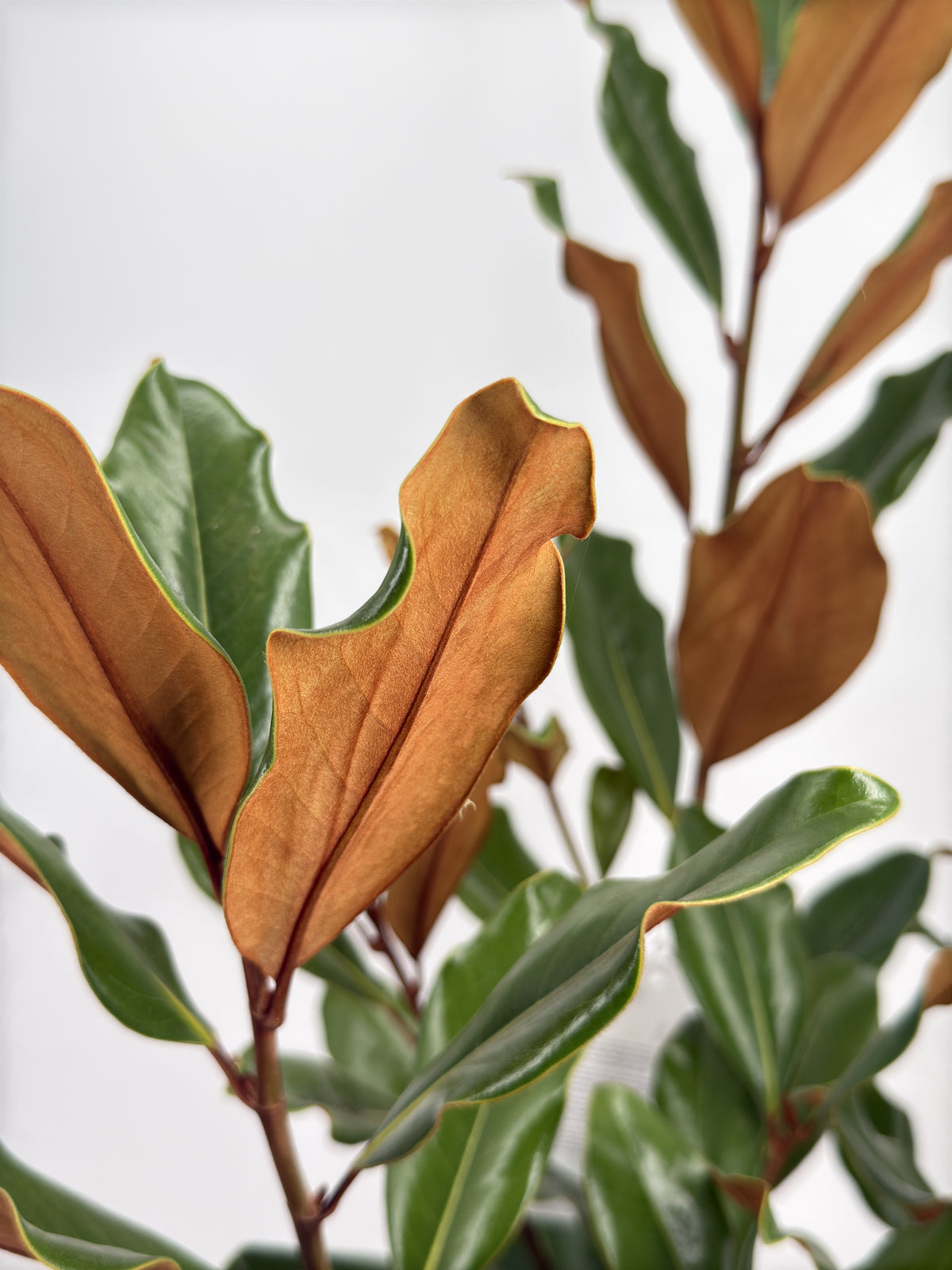 MAGNOLIA GRANDIFLORA 3,5L