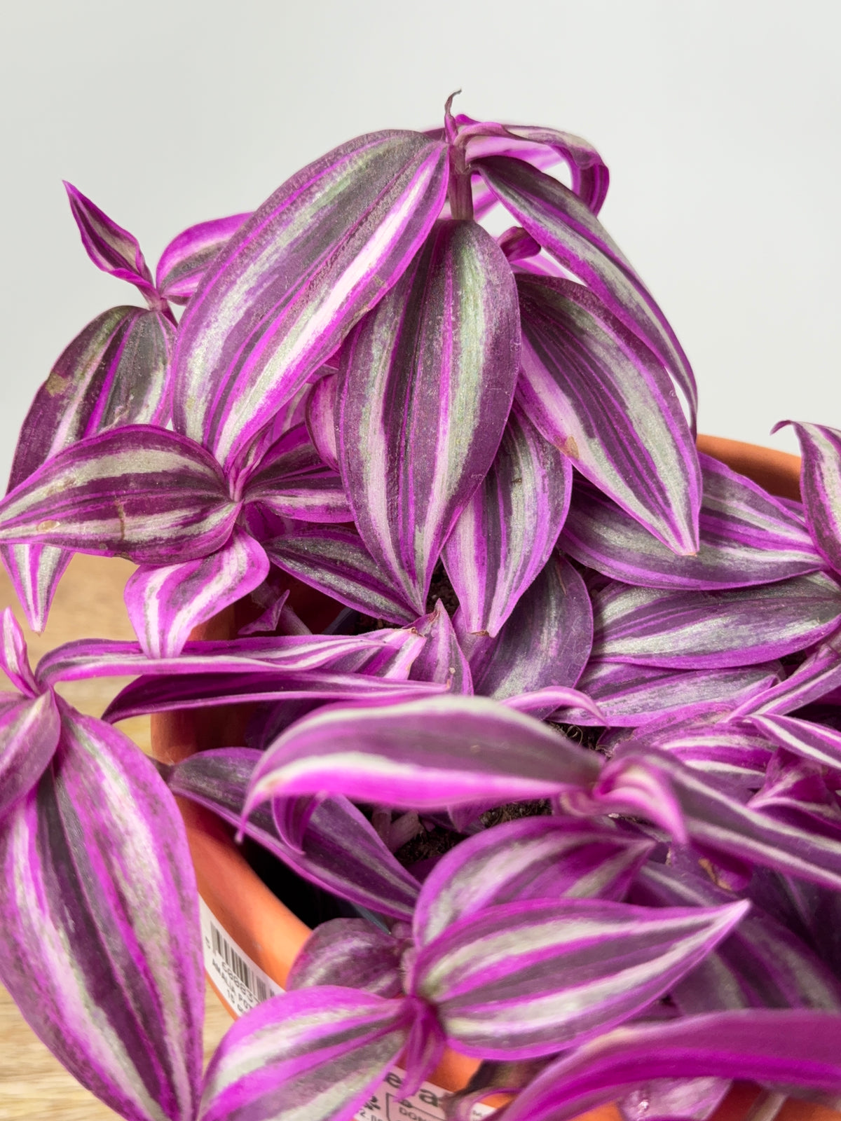 TRADESCANTIA PINK PARADAISE M10.5