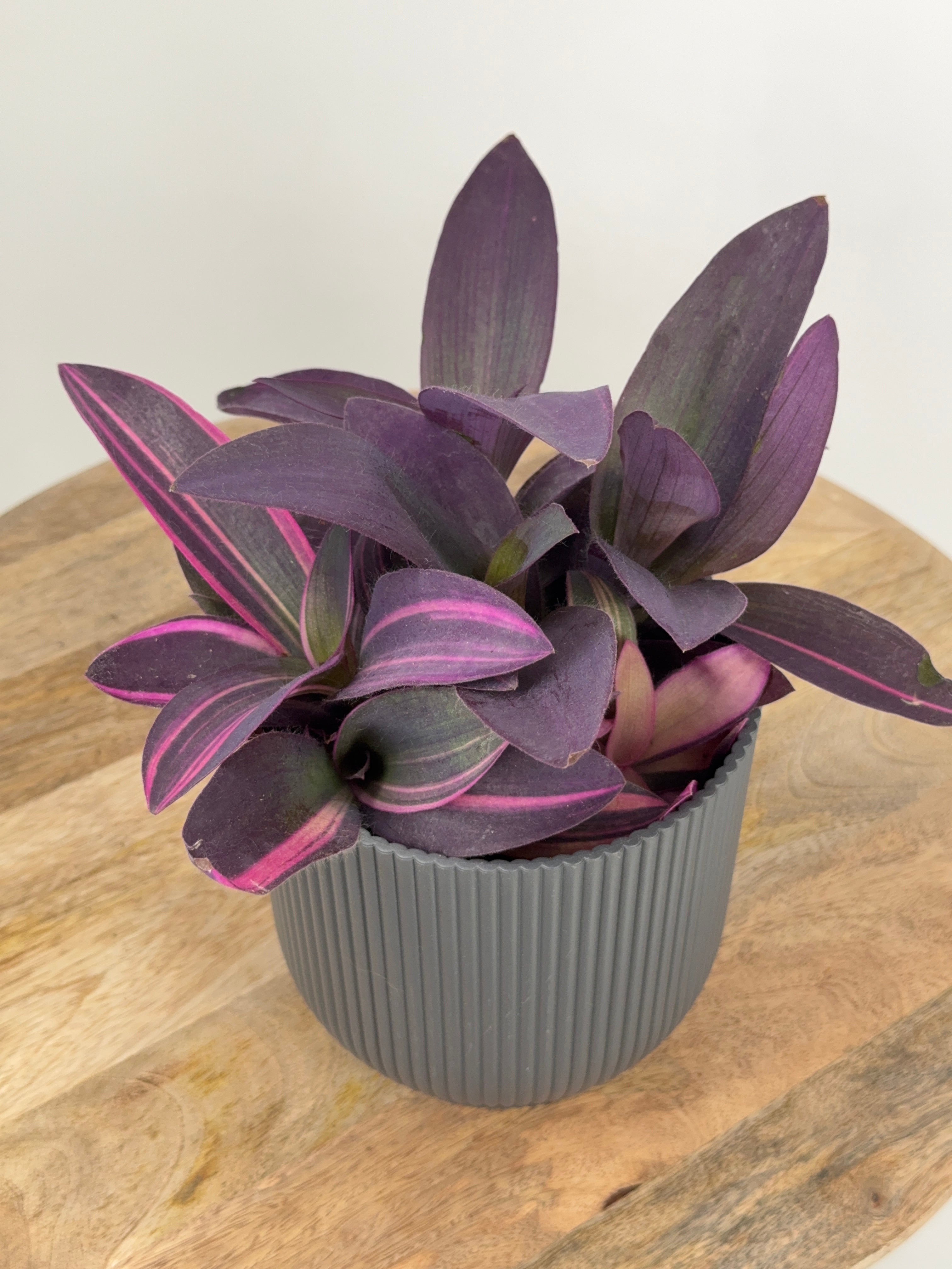 TRADESCANTIA PALLIDA "PURPUREA"