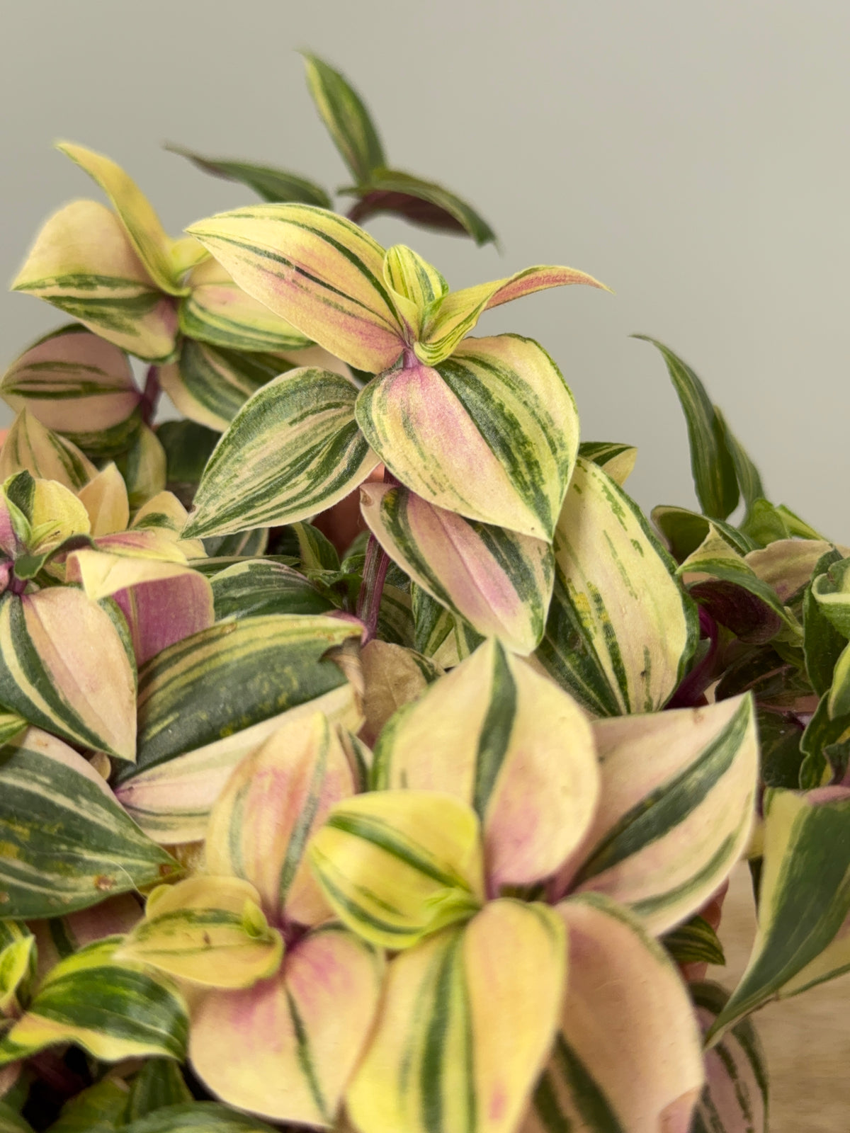 TRADESCANTIA MIX M12