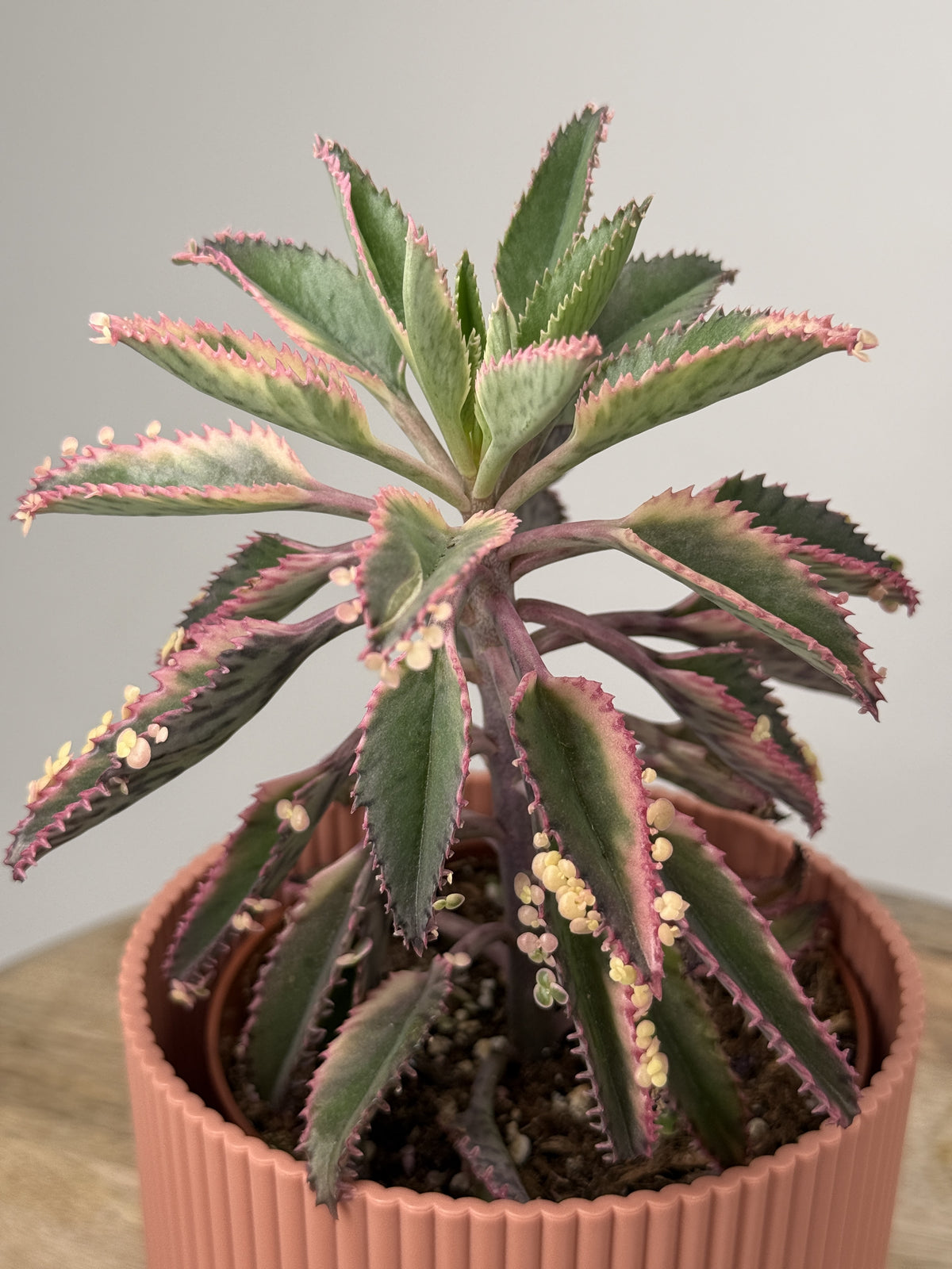 KALANCHOE ROSADO BUTTERFLY M12