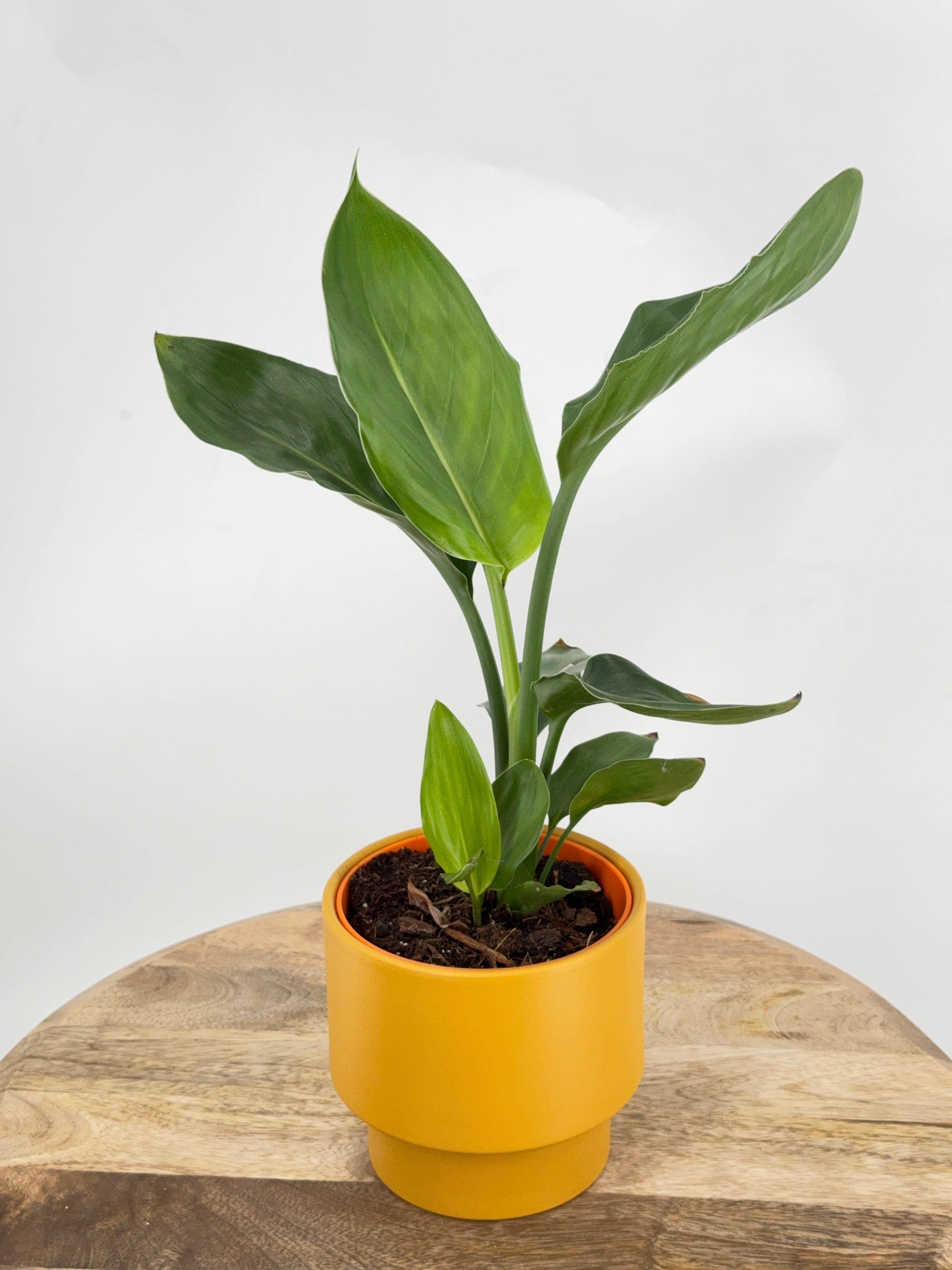 STRELITZIA REGINA M12