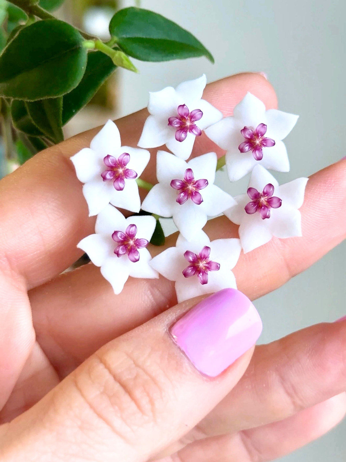 HOYA BELLA M22