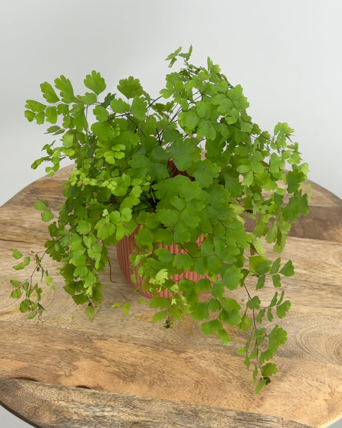 ADIANTUM RAD FRAGRANS M8,5