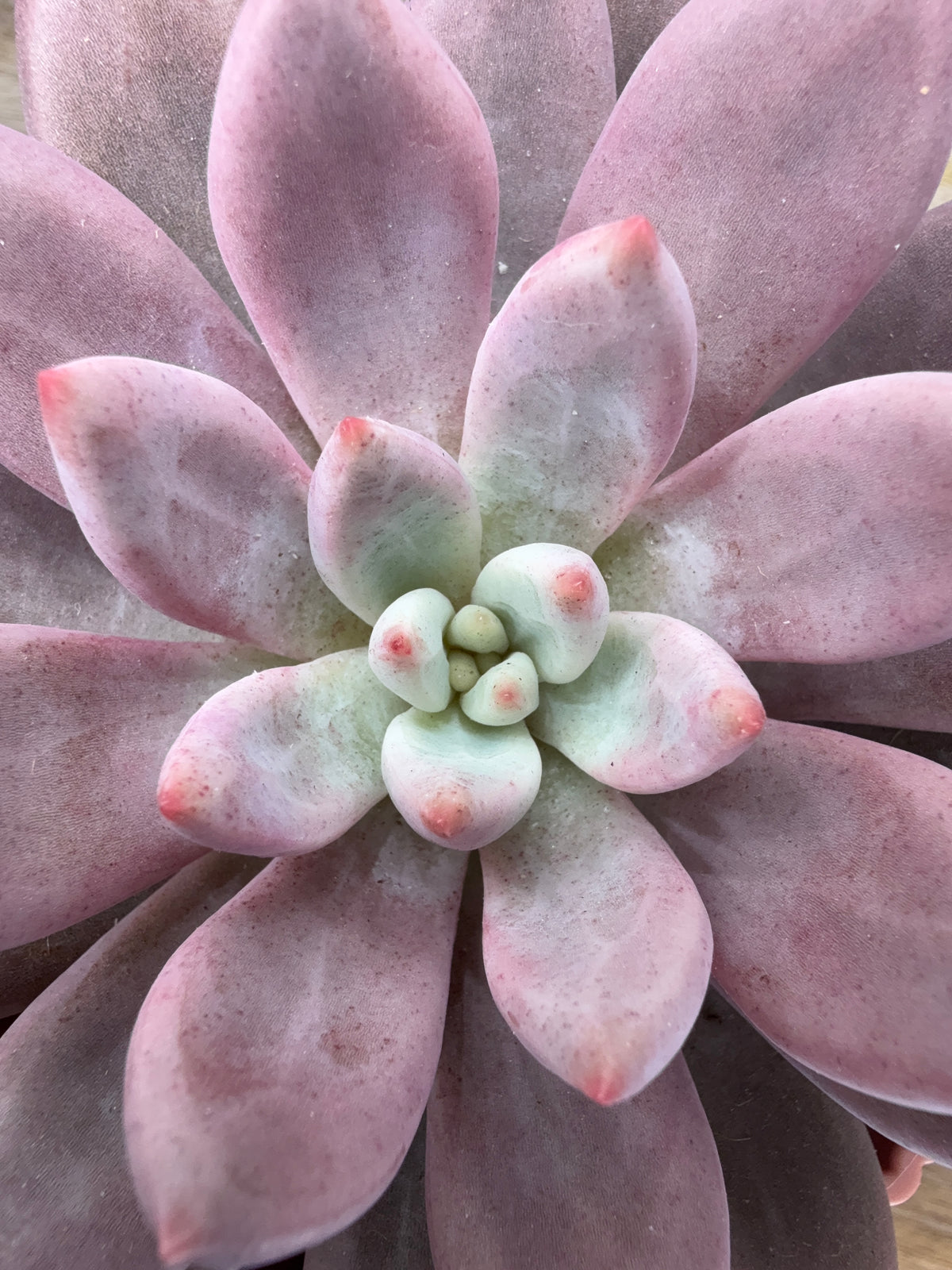 PACHYVERIA ROSY CROW M10.5