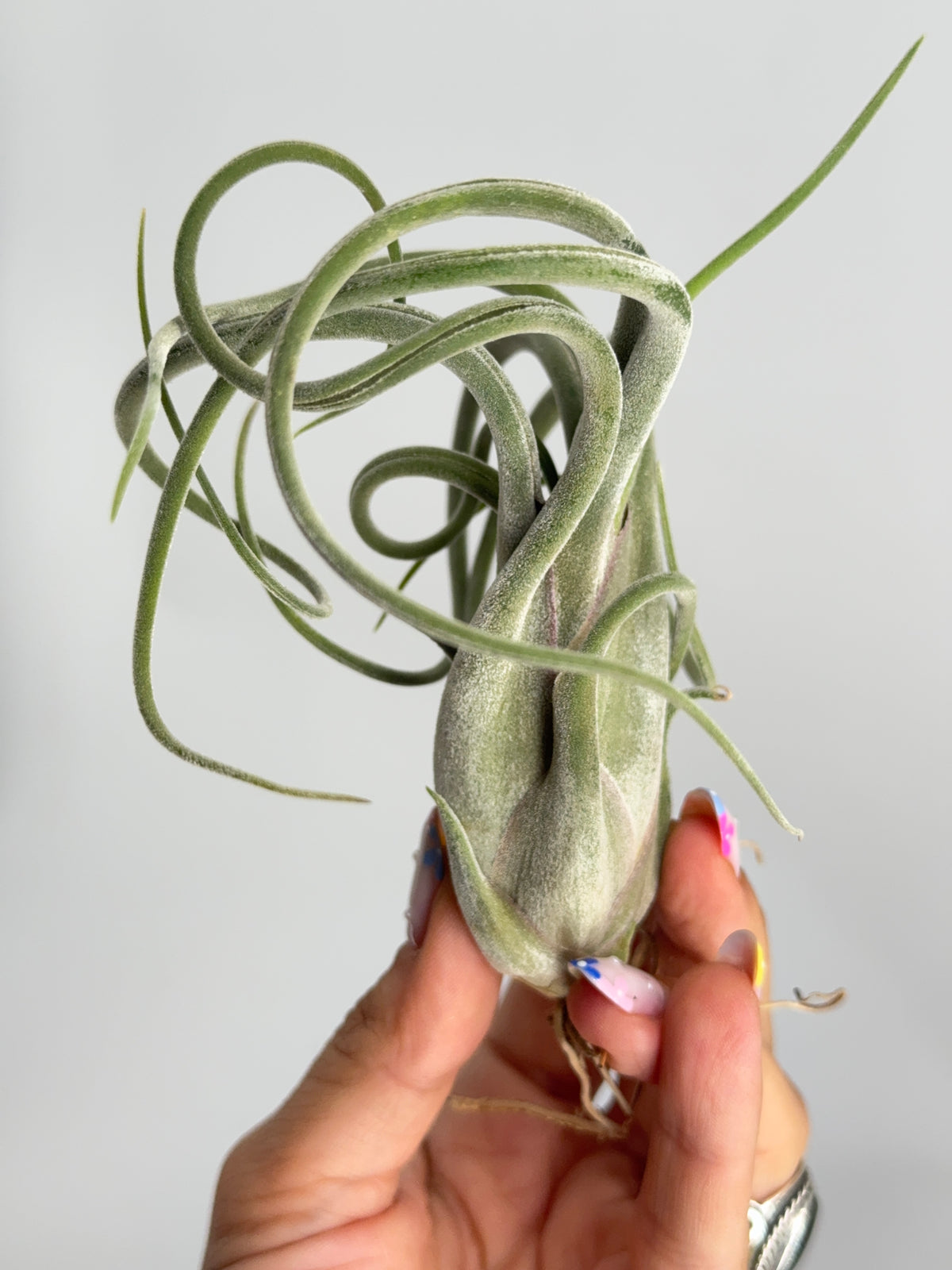 TILLANDSIA MIX