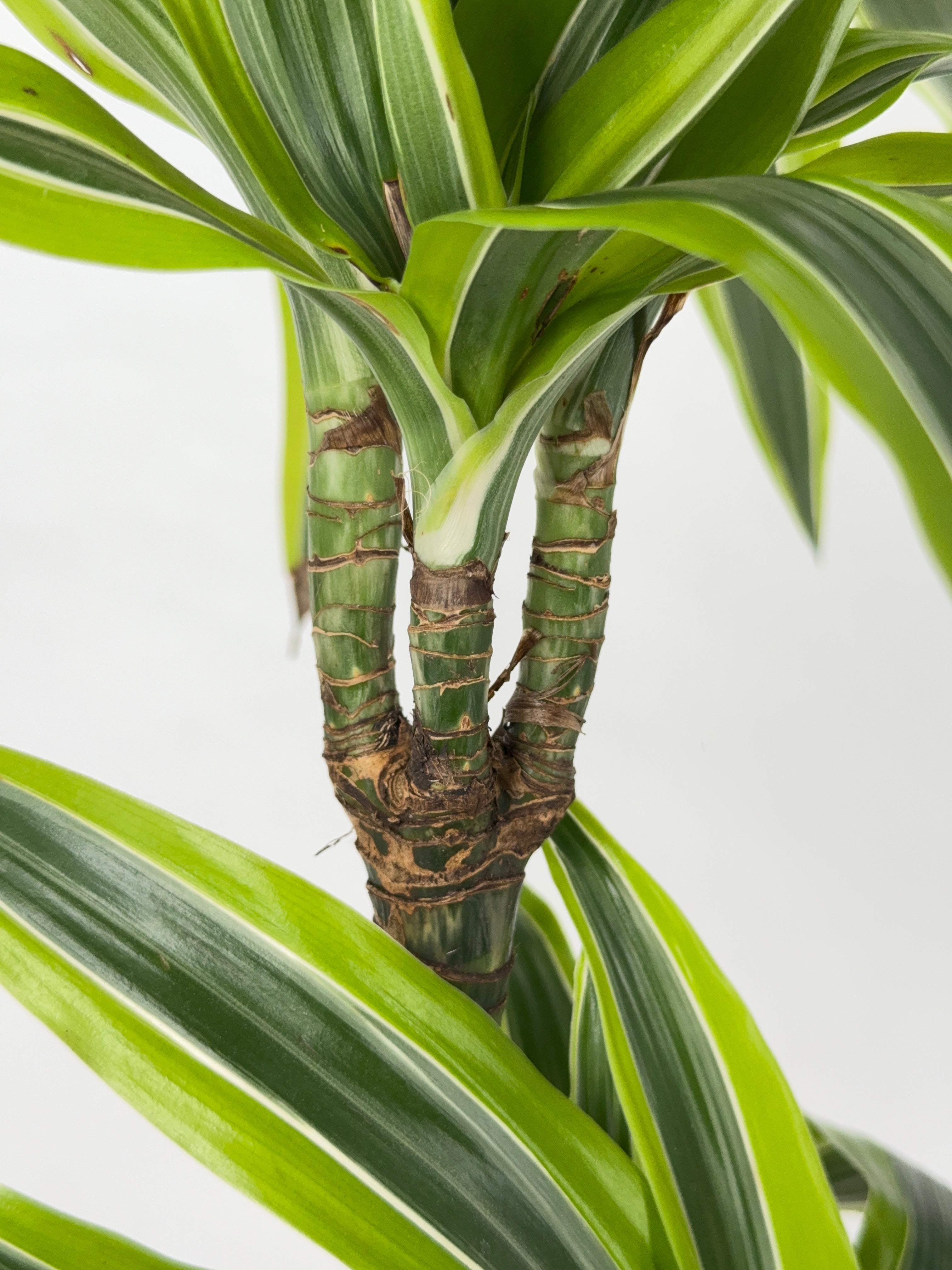 DRACAENA LEMON LIME C20
